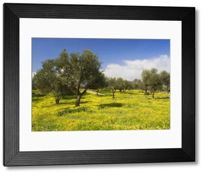 Framed Print : Wildflowers and trees, Umm Qais Roman City, Umm Qais, Jordan, Middle East Framed Print : Wildflowers and trees, Umm Qais Roman City, Umm Qais, Jordan, Middle East