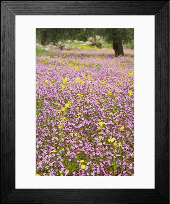 Framed Print : Wildflowers, near Halawa, Jordan, Middle East Framed Print : Wildflowers, near Halawa, Jordan, Middle East