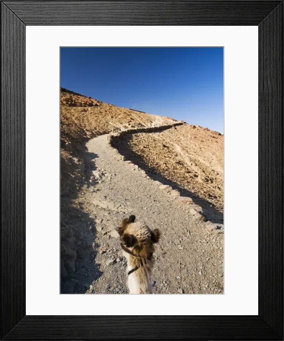 Framed Print : Camel, Mount Sinai, Sinai, Egypt, North Africa, Africa Framed Print : Camel, Mount Sinai, Sinai, Egypt, North Africa, Africa
