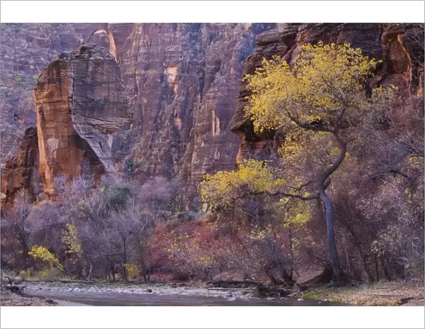 Cottonwood by the Virgin River, The Pulpit, Zion National Park in Autumn