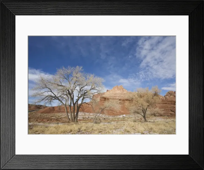 Framed Print : Cottonwood tree and The Castle, Capitol Reef National Park, Utah, United States of America Framed Print : Cottonwood tree and The Castle, Capitol Reef National Park, Utah, United States of America