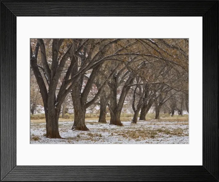 Framed Print : Trees near Visitor Centre, Capitol Reef National Park, Utah, United States of America Framed Print : Trees near Visitor Centre, Capitol Reef National Park, Utah, United States of America