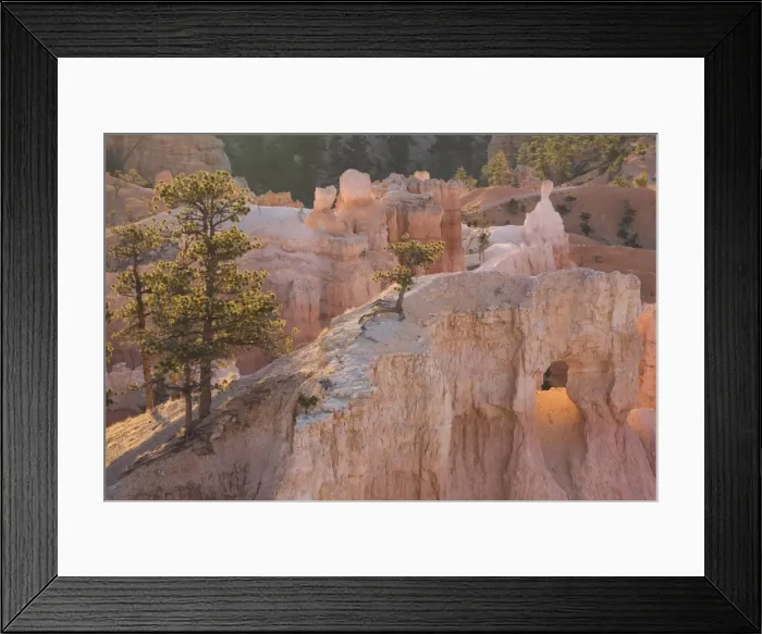 Framed Print : Tree clinging to rock at sunrise, Bryce Canyon National Park, Utah, United States of America Framed Print : Tree clinging to rock at sunrise, Bryce Canyon National Park, Utah, United States of America