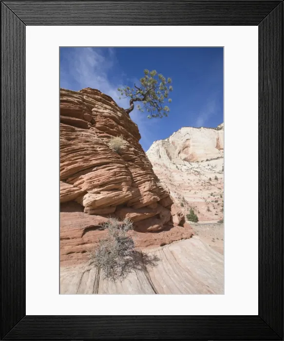 Framed Print : Ponderosa pine tree, Zion National Park in autumn, Utah, United States of America Framed Print : Ponderosa pine tree, Zion National Park in autumn, Utah, United States of America