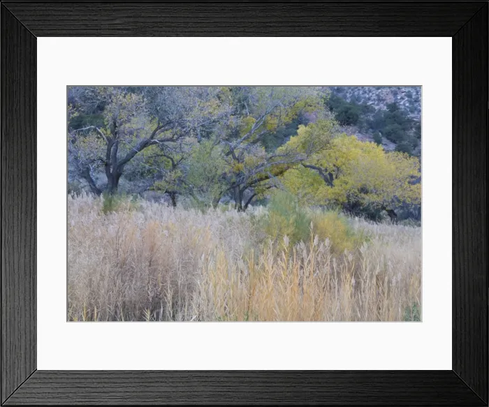 Framed Print : Cottonwood trees and grasses, Zion National Park in autumn, Utah, United States of America Framed Print : Cottonwood trees and grasses, Zion National Park in autumn, Utah, United States of America