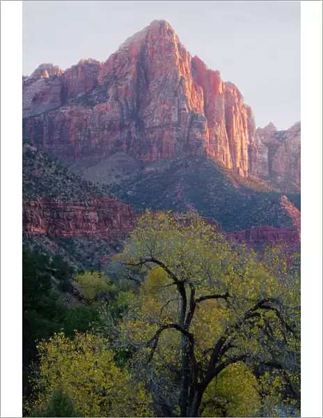 The Watchman, Zion National Park, Utah, United States of America, North America