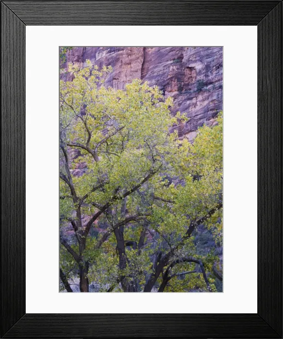 Framed Print : Cottonwood trees, Zion National Park in autumn, Utah, United States of America Framed Print : Cottonwood trees, Zion National Park in autumn, Utah, United States of America