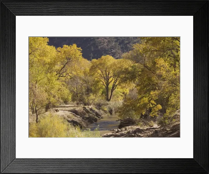 Framed Print : Virgin River and cottonwoods, Zion National Park, Utah, United States of America Framed Print : Virgin River and cottonwoods, Zion National Park, Utah, United States of America