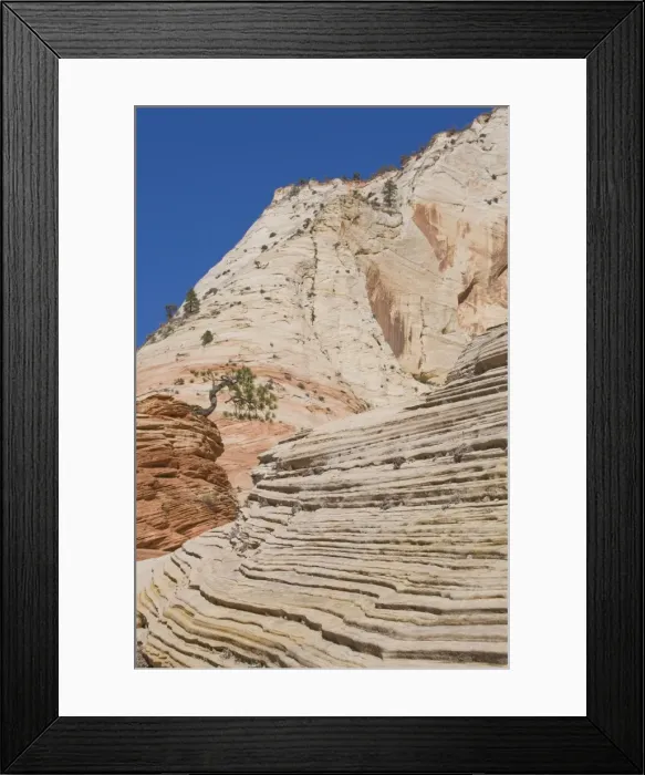 Framed Print : Ponderosa pine on sandstone, Zion National Park, Utah, United States of America Framed Print : Ponderosa pine on sandstone, Zion National Park, Utah, United States of America