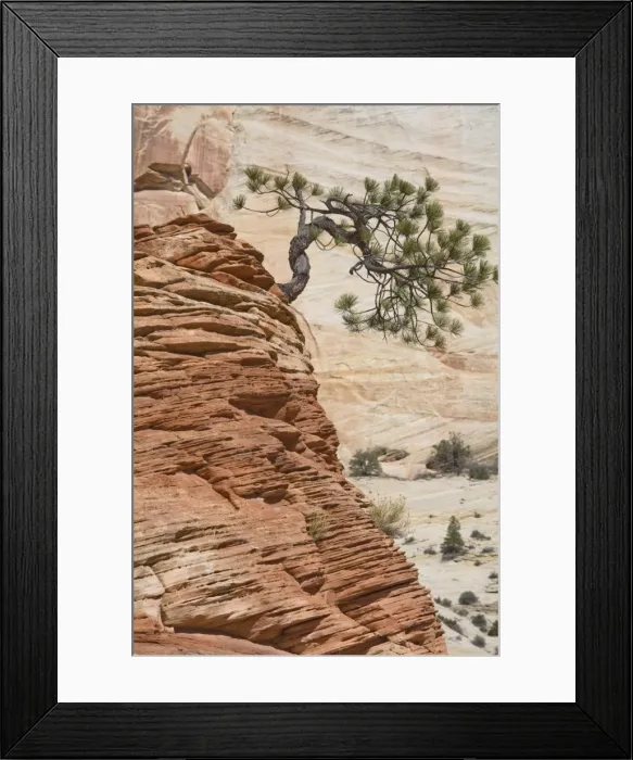 Framed Print : Ponderosa pine on sandstone cone, Zion National Park, Utah, United States of America Framed Print : Ponderosa pine on sandstone cone, Zion National Park, Utah, United States of America