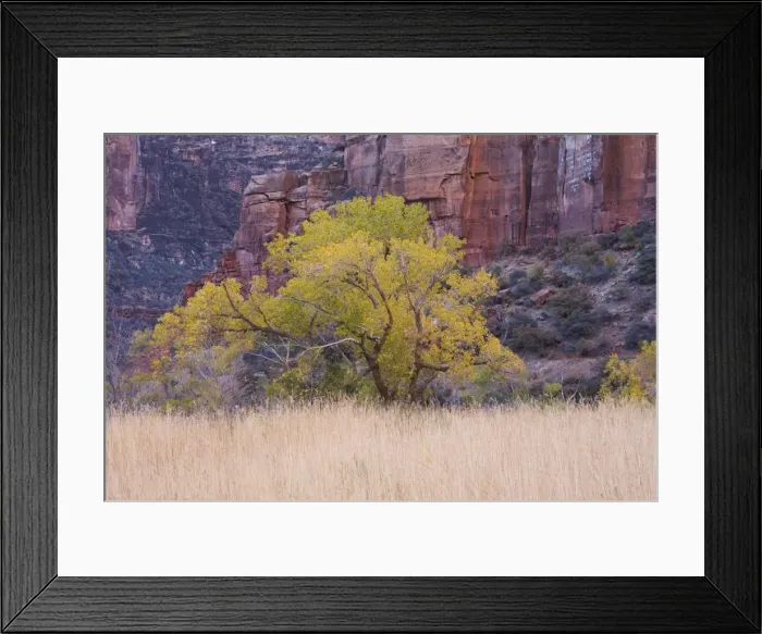 Framed Print : Cottonwood tree and reeds, Zion National Park in autumn, Utah, United States of America Framed Print : Cottonwood tree and reeds, Zion National Park in autumn, Utah, United States of America