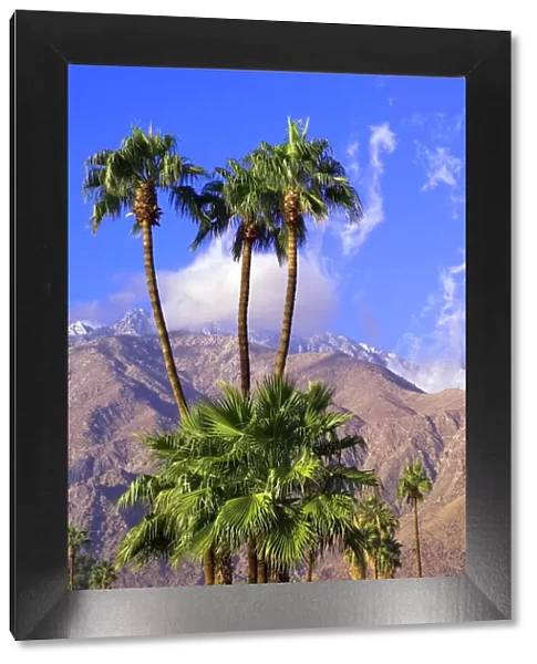 Palm trees with San Jacinto Peak in background, Palm Springs, California