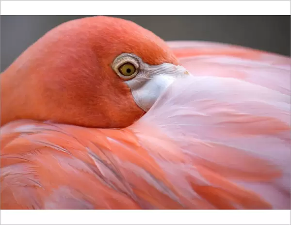 Pink flamingo in Curacao, Netherlands Antilles, Caribbean, Central America