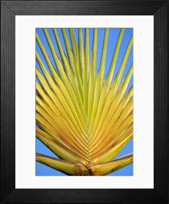 Framed Print : Travelers palm, Bonaire, Netherlands Antilles, Caribbean, Central America Framed Print : Travelers palm, Bonaire, Netherlands Antilles, Caribbean, Central America