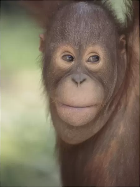 Orang-utan baby, Borneo, Southeast Asia, Asia
