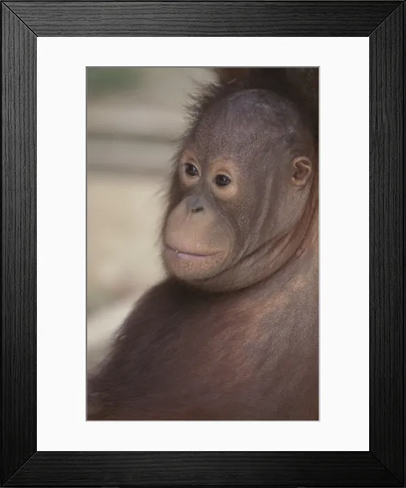Framed Print : Orang-utan baby, Borneo, Southeast Asia, Asia Framed Print : Orang-utan baby, Borneo, Southeast Asia, Asia