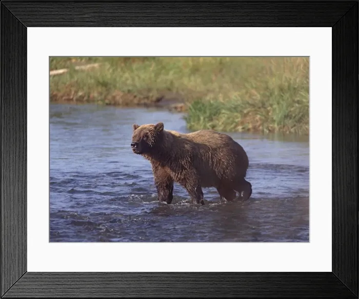 Framed Print : Grizzly bear, Katmai, Alaska, United States of America, North America Framed Print : Grizzly bear, Katmai, Alaska, United States of America, North America