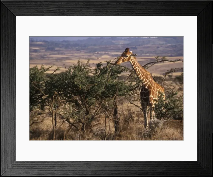 Framed Print : Giraffe feeding, Kenya, East Africa, Africa Framed Print : Giraffe feeding, Kenya, East Africa, Africa