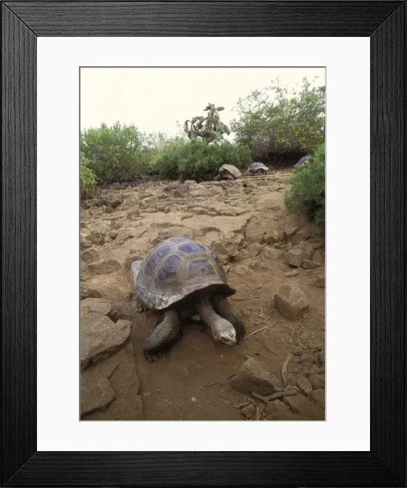 Framed Print : Tortoise, Galapagos Islands, Ecuador, South America Framed Print : Tortoise, Galapagos Islands, Ecuador, South America