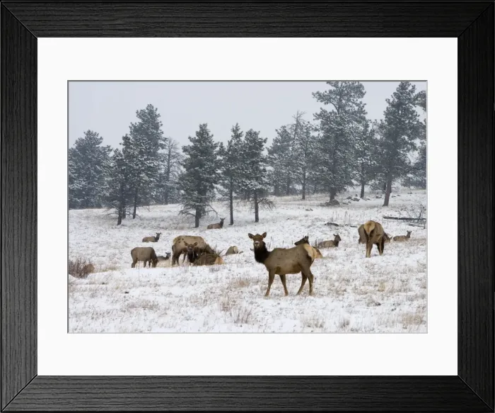 Framed Print : Elk herd, Flagstaff Mountain, Colorado, United States of America, North America Framed Print : Elk herd, Flagstaff Mountain, Colorado, United States of America, North America