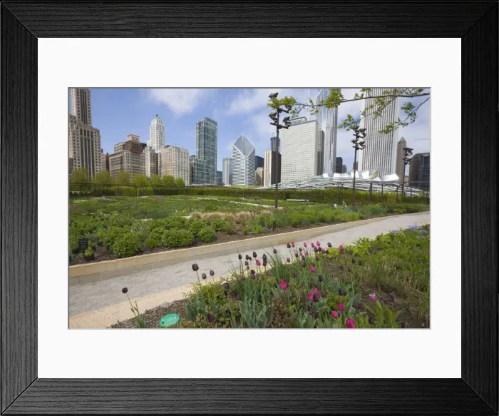 Framed Print : The Lurie Garden, Millennium Park, Chicago, Illinois, United States of America Framed Print : The Lurie Garden, Millennium Park, Chicago, Illinois, United States of America