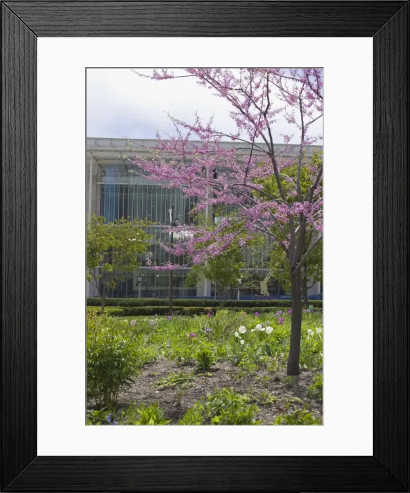 Framed Print : The Lurie Garden and Art Institute of Chicago, Millennium Park, Chicago Framed Print : The Lurie Garden and Art Institute of Chicago, Millennium Park, Chicago