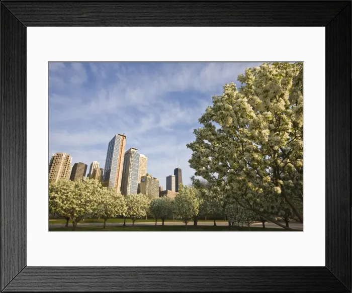 Framed Print : Spring blossoms in Navy Pier Park, Chicago, Illinois, United States of America Framed Print : Spring blossoms in Navy Pier Park, Chicago, Illinois, United States of America