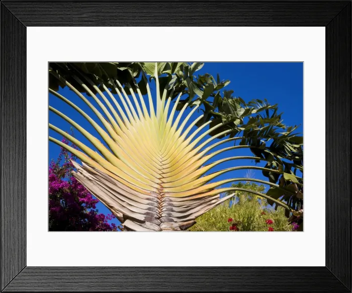 Framed Print : Detail of Travellers Palm, Basseterre, St. Kitts, Leeward Islands Framed Print : Detail of Travellers Palm, Basseterre, St. Kitts, Leeward Islands