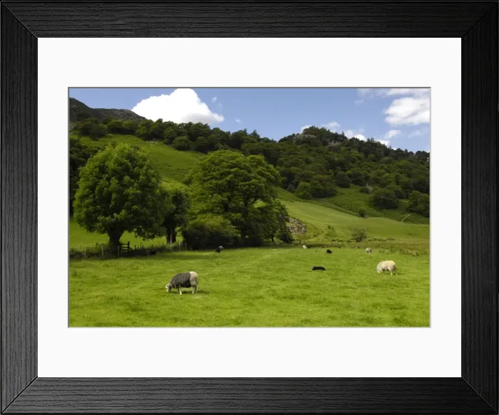 Framed Print : Herdwick sheep in Borrowdale, Lake District, Cumbria, England, United Kingdom, Europe Framed Print : Herdwick sheep in Borrowdale, Lake District, Cumbria, England, United Kingdom, Europe