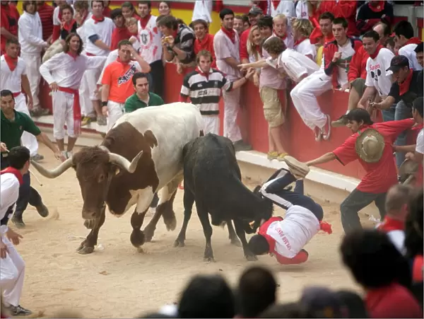 Running of the bulls, San Fermin festival, Plaza de Toros, Pamplona, Navarra