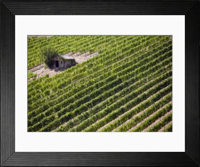 Framed Print : Vineyard, Montalcino, Val d Orcia, Tuscany, Italy, Europe Framed Print : Vineyard, Montalcino, Val d Orcia, Tuscany, Italy, Europe