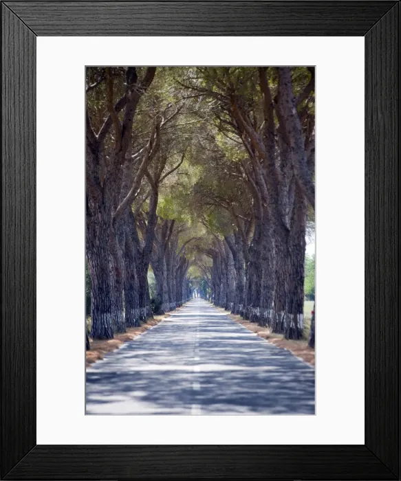 Framed Print : Tree-lined road, Maremma, Tuscany, Italy, Europe Framed Print : Tree-lined road, Maremma, Tuscany, Italy, Europe