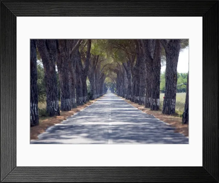 Framed Print : Tree-lined road, Maremma, Tuscany, Italy, Europe Framed Print : Tree-lined road, Maremma, Tuscany, Italy, Europe