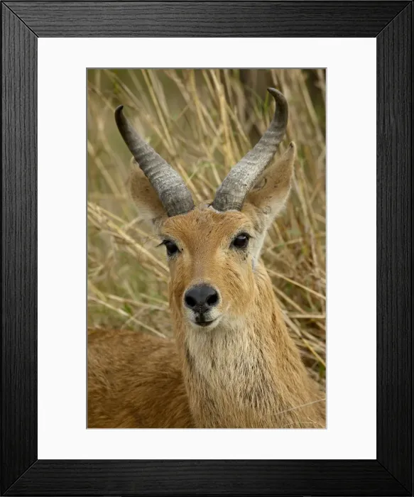 Framed Print : Male Bohor reedbuck (Redunca redunca), Masai Mara National Reserve, Kenya Framed Print : Male Bohor reedbuck (Redunca redunca), Masai Mara National Reserve, Kenya