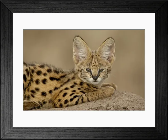 Framed Print : Serval (Felis serval) cub on termite mound, Masai Mara National Reserve Framed Print : Serval (Felis serval) cub on termite mound, Masai Mara National Reserve