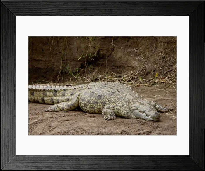 Framed Print : Nile crocodile (Crocodylus niloticus), Masai Mara National Reserve, Kenya Framed Print : Nile crocodile (Crocodylus niloticus), Masai Mara National Reserve, Kenya