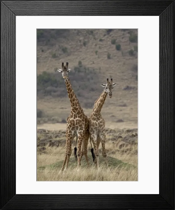 Framed Print : Two male Masai giraffe (Giraffa camelopardalis tippelskirchi) fighting Framed Print : Two male Masai giraffe (Giraffa camelopardalis tippelskirchi) fighting