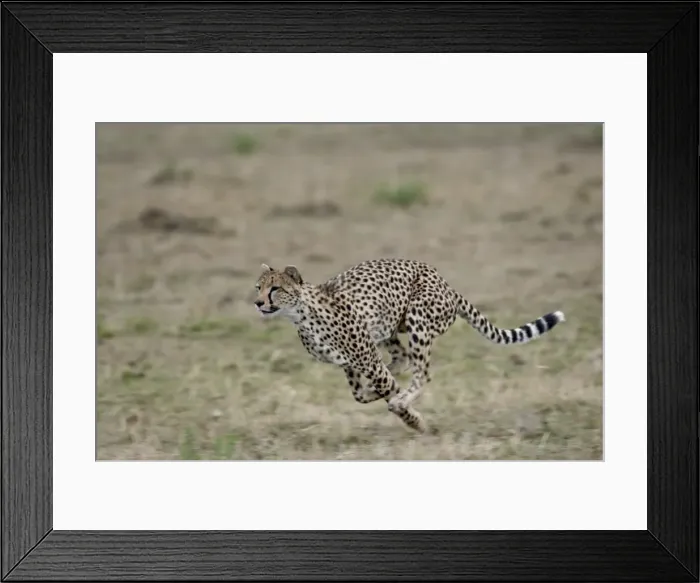 Framed Print : Cheetah (Acinonyx jubatus), Masai Mara National Reserve, Kenya, East Africa, Africa Framed Print : Cheetah (Acinonyx jubatus), Masai Mara National Reserve, Kenya, East Africa, Africa