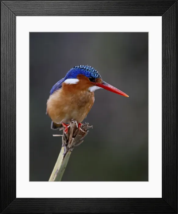Framed Print : Malachite kingfisher (Alcedo cristata), Masai Mara National Reserve, Kenya Framed Print : Malachite kingfisher (Alcedo cristata), Masai Mara National Reserve, Kenya