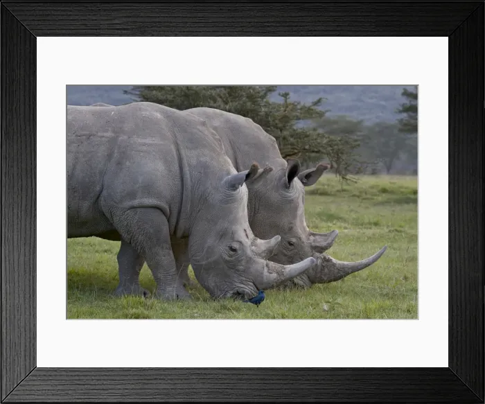 Framed Print : White rhinoceros (Ceratotherium simum) pair, Lake Nakuru National Park Framed Print : White rhinoceros (Ceratotherium simum) pair, Lake Nakuru National Park