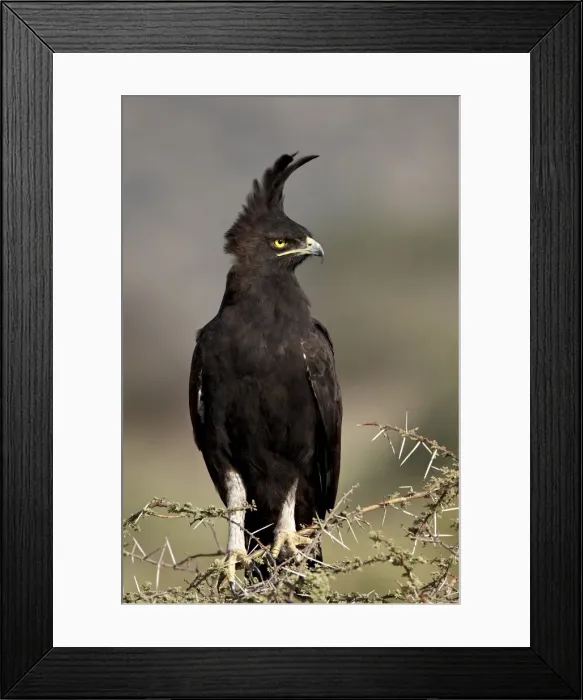 Framed Print : Long-crested eagle (Lophaetus occipitalis), Samburu National Reserve, Kenya Framed Print : Long-crested eagle (Lophaetus occipitalis), Samburu National Reserve, Kenya