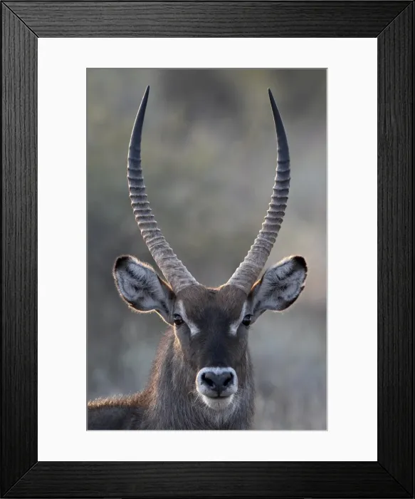 Framed Print : Male common waterbuck (Ellipsen waterbuck) (Kobus ellipsiprymnus ellipsiprymnus) Framed Print : Male common waterbuck (Ellipsen waterbuck) (Kobus ellipsiprymnus ellipsiprymnus)