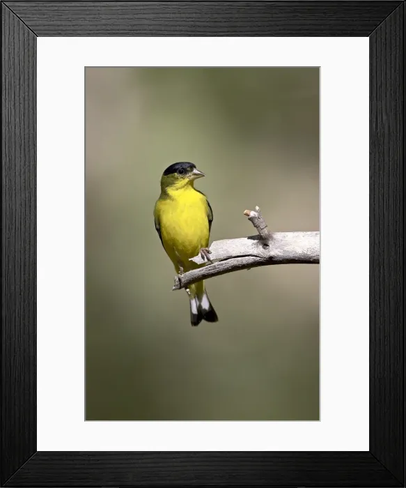 Framed Print : Male lesser goldfinch (Carduelis psaltria), Chiricahua National Monument