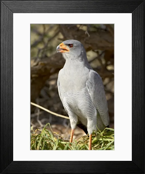 Framed Print : Palechanting goshawk (Melierax canorus), Kgalagadi Transfrontier Park, encompassing the former Kalahari Gemsbok National Park, South Framed Print : Palechanting goshawk (Melierax canorus), Kgalagadi Transfrontier Park, encompassing the former Kalahari Gemsbok National Park, South