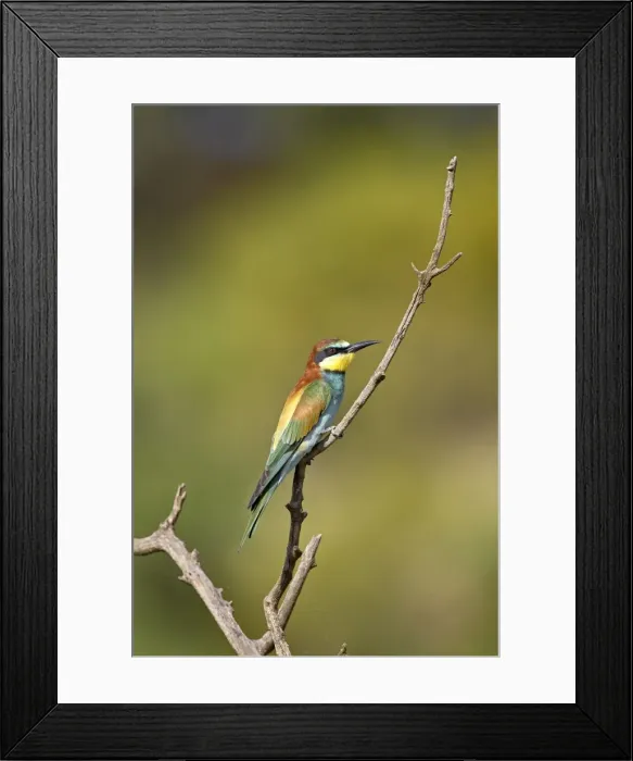 Framed Print : European bee-eater (golden-backed bee-eater) (Merops apiaster), Pilanesberg National Park Framed Print : European bee-eater (golden-backed bee-eater) (Merops apiaster), Pilanesberg National Park