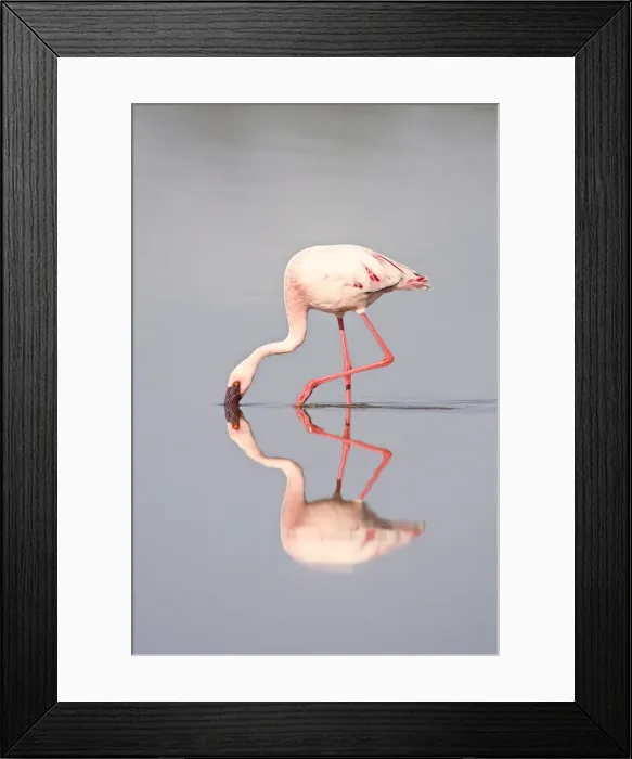 Framed Print : Lesser flamingo (Phoeniconaias minor) and reflection, Lake Ndutu, Serengeti National Park Framed Print : Lesser flamingo (Phoeniconaias minor) and reflection, Lake Ndutu, Serengeti National Park