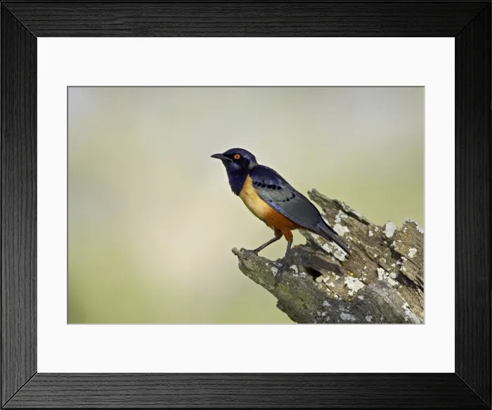 Framed Print : Hildebrandts starling (Lamprotornis hildebrandti), Serengeti National Park Framed Print : Hildebrandts starling (Lamprotornis hildebrandti), Serengeti National Park