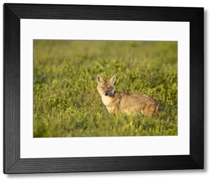 Framed Print : Golden jackal (Canis eaureus), Serengeti National Park, Tanzania, East Africa, Africa Framed Print : Golden jackal (Canis eaureus), Serengeti National Park, Tanzania, East Africa, Africa