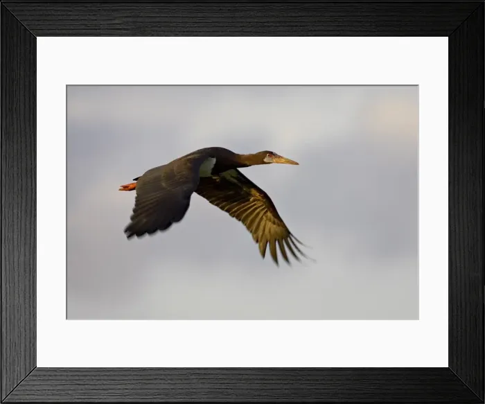 Framed Print : Abdims Stork (Ciconia abdimii) in flight, Serengeti National Park Framed Print : Abdims Stork (Ciconia abdimii) in flight, Serengeti National Park