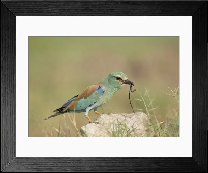 Framed Print : European roller (Coracias garrulus) with a worm, Serengeti National Park Framed Print : European roller (Coracias garrulus) with a worm, Serengeti National Park